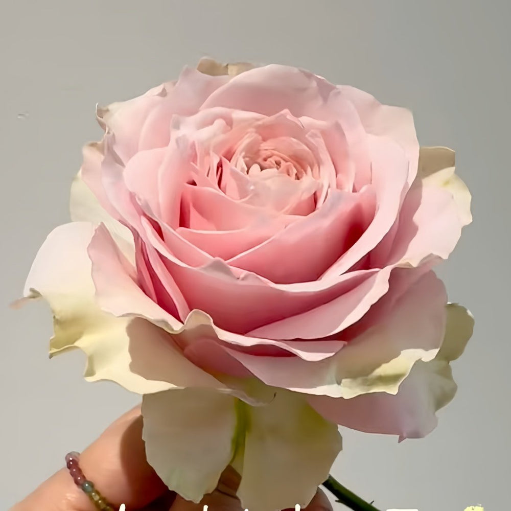 Country Peonia Rose Plant|乡村牡丹 image 6