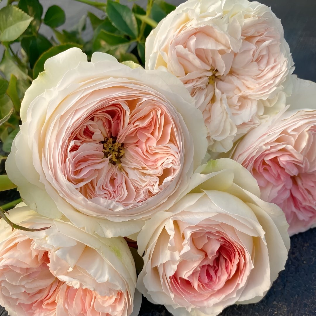 Lorena Summerhouse Rose Plant|雷娜山庄 image 6