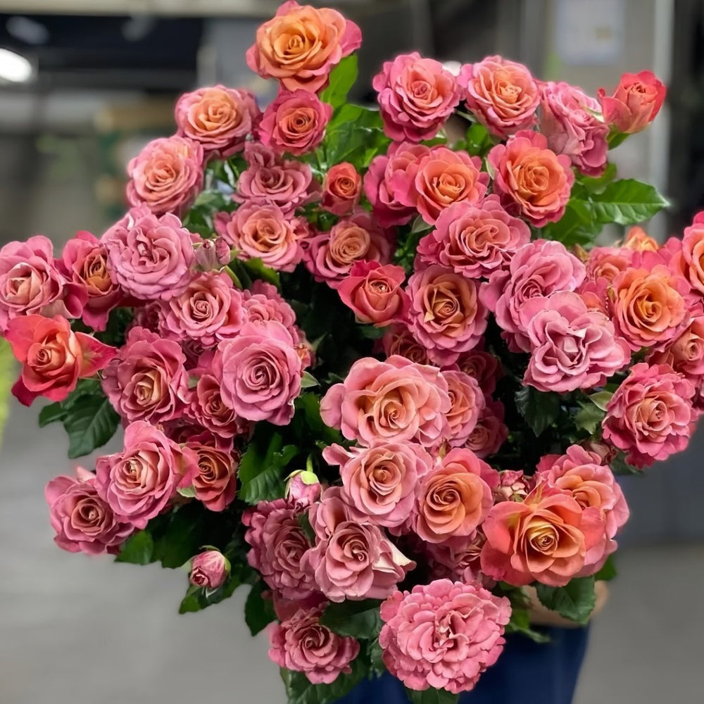 Gypsy Curiosa Rose Plant｜吉普赛猎奇 image 6