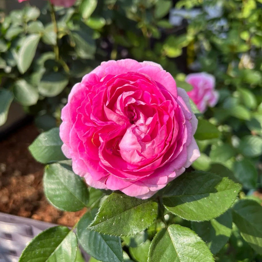 Fräulein Maria Rose Plant｜音乐之声 image 4