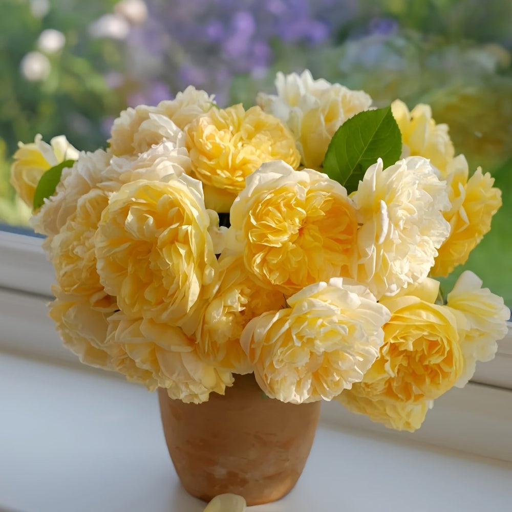 Bring me sunshine Rose Plant ｜阳光使者 image 7