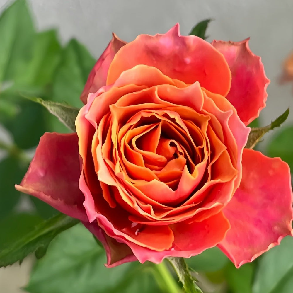 Rosa 'Naples Forever' Rose Plant｜永远的那不勒斯 image 3