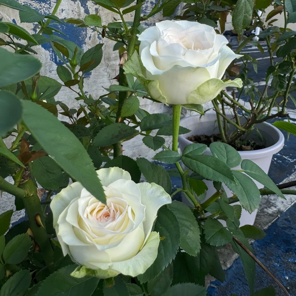 White Elsa Rose Plant|白艾莎 image 8