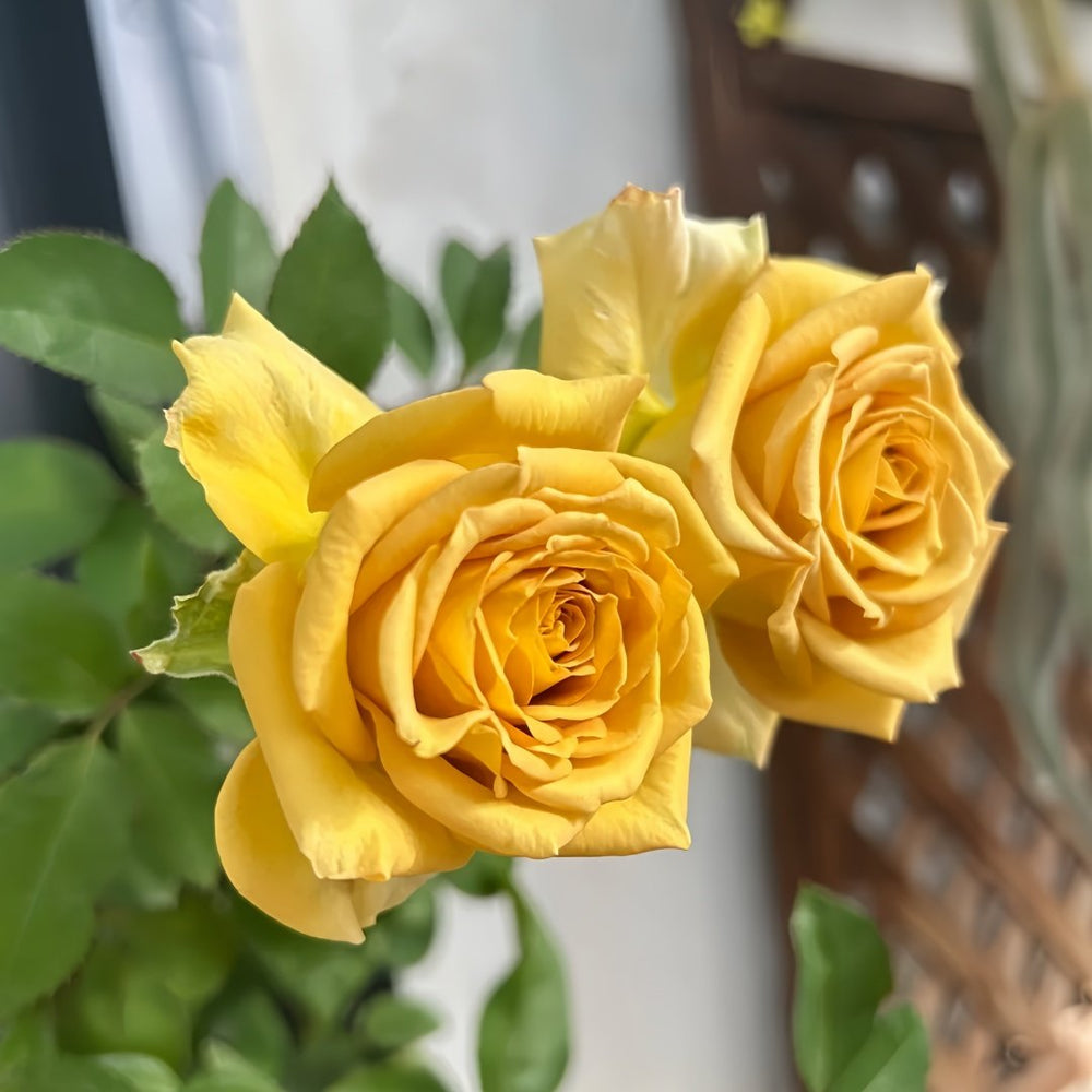 Spoiler Rose Plant｜捣蛋鬼 image 5