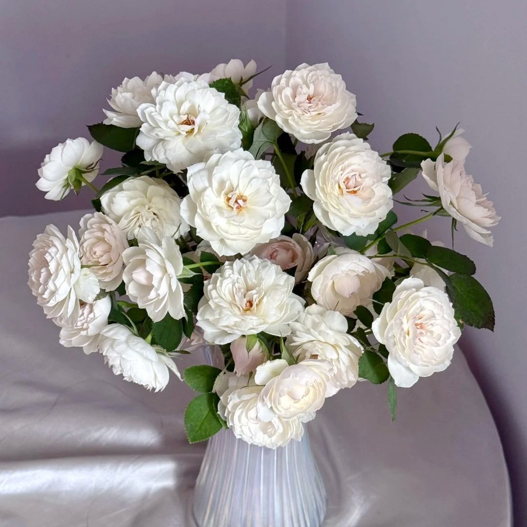 Lapin Rose Plant|小兔子 image 3