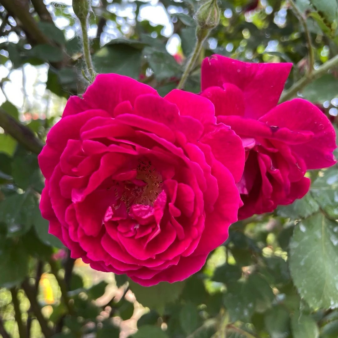 Soft Fragrant Red Rose Plant|软香红 image 6