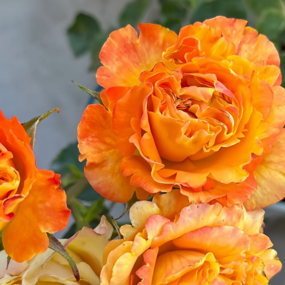 Mango Lieber Rose Plant|芒果酒吧/芒果丽娃 image 7