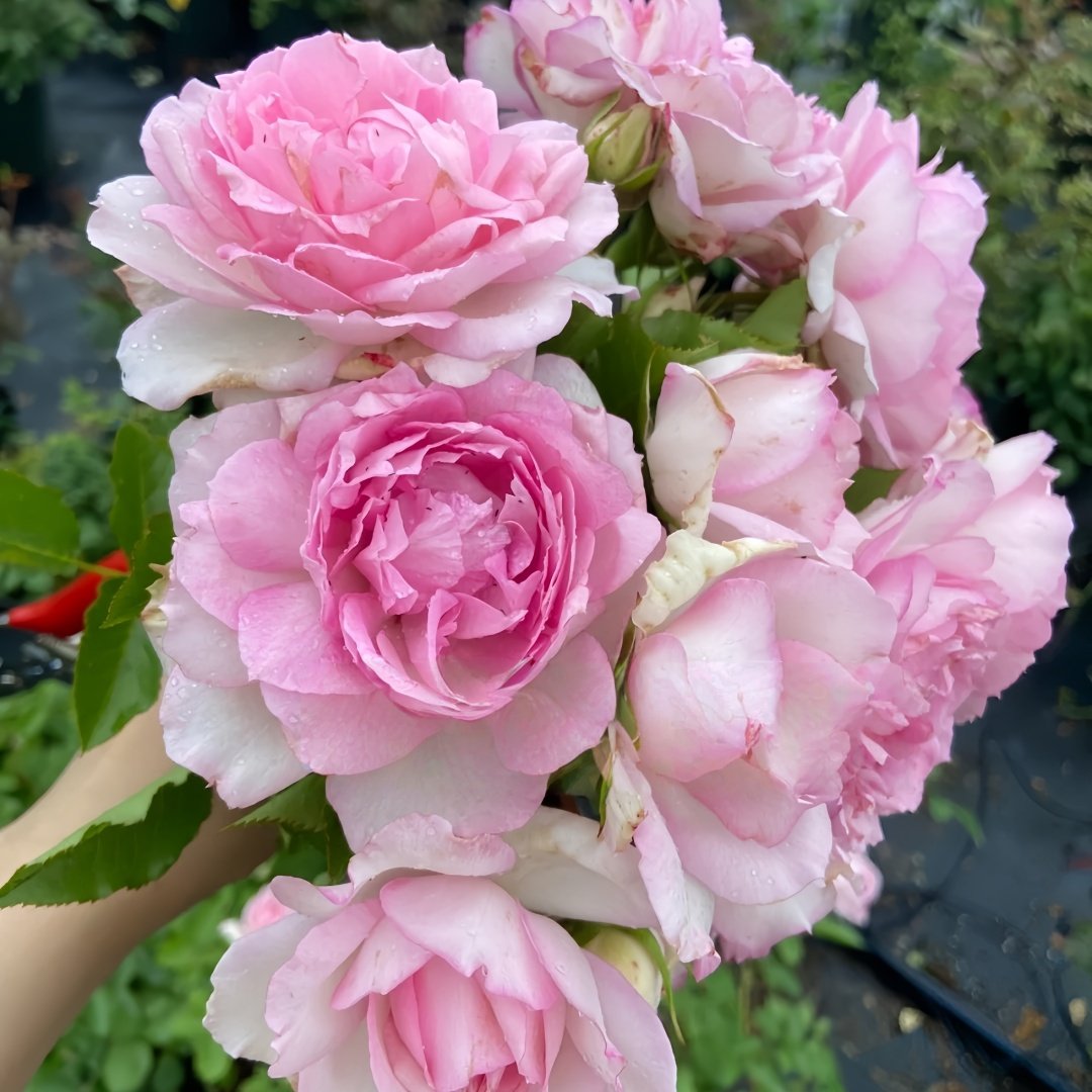 Martha Rose Plant｜玛莎 image 5