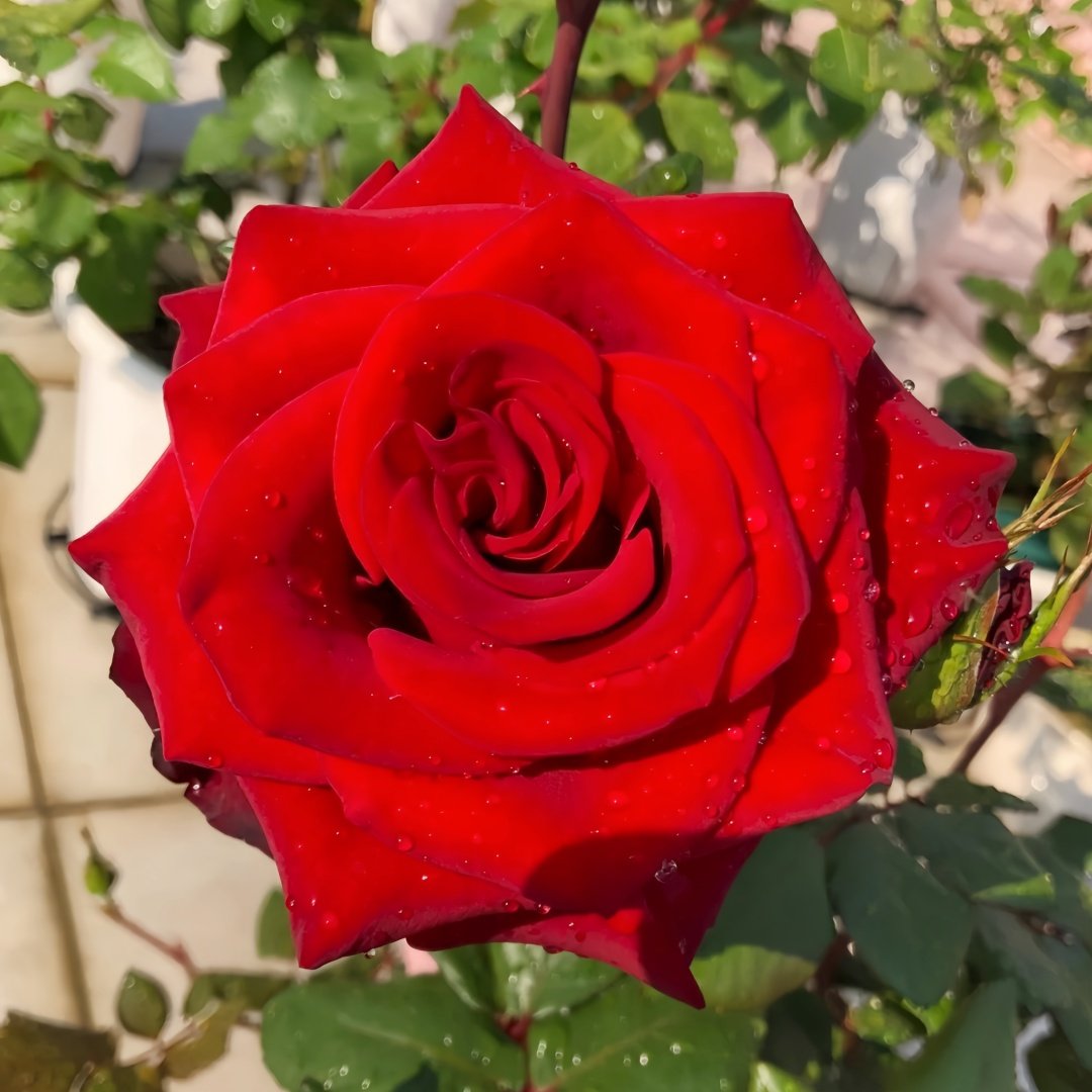Plateau Red Rose Plant|高原红 image 1