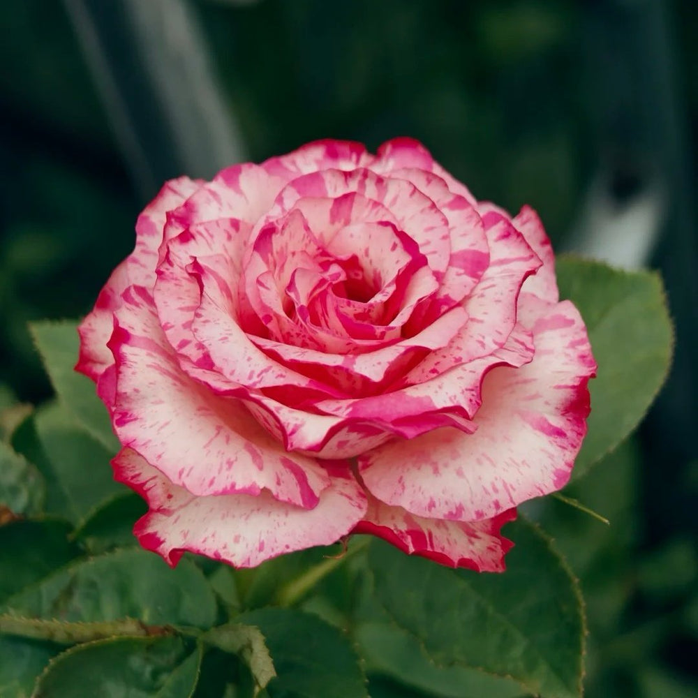 Magic Times Rose Plant|魔法时间 image 2