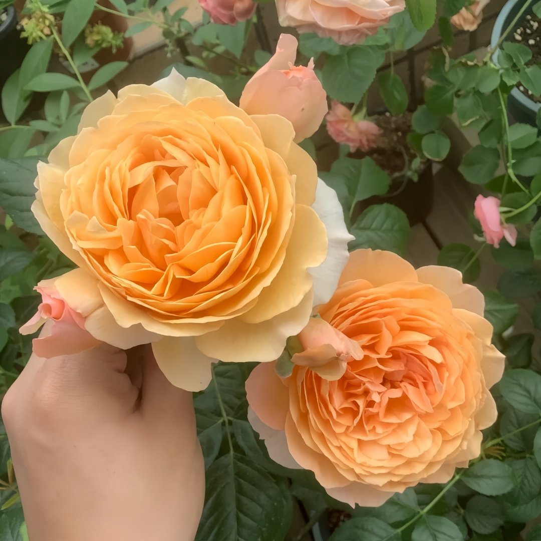 Capri Rose Plant | 卡普里 image 6