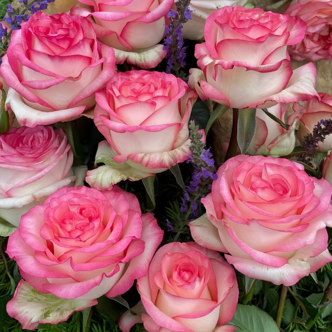 Jumilia Rose Plant｜艾莎 image 8
