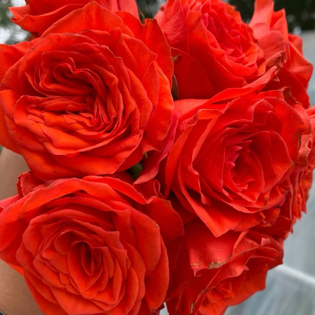 Wine Red Embroidery Rose Plant|酒红刺绣 image 2