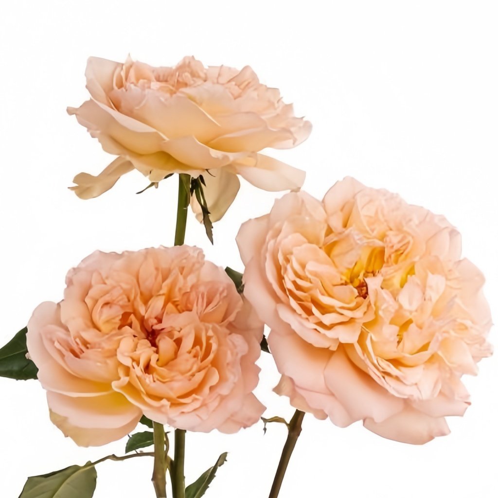 Princess Holly's Hope Rose Plant|霍莉公主的希望 image 5