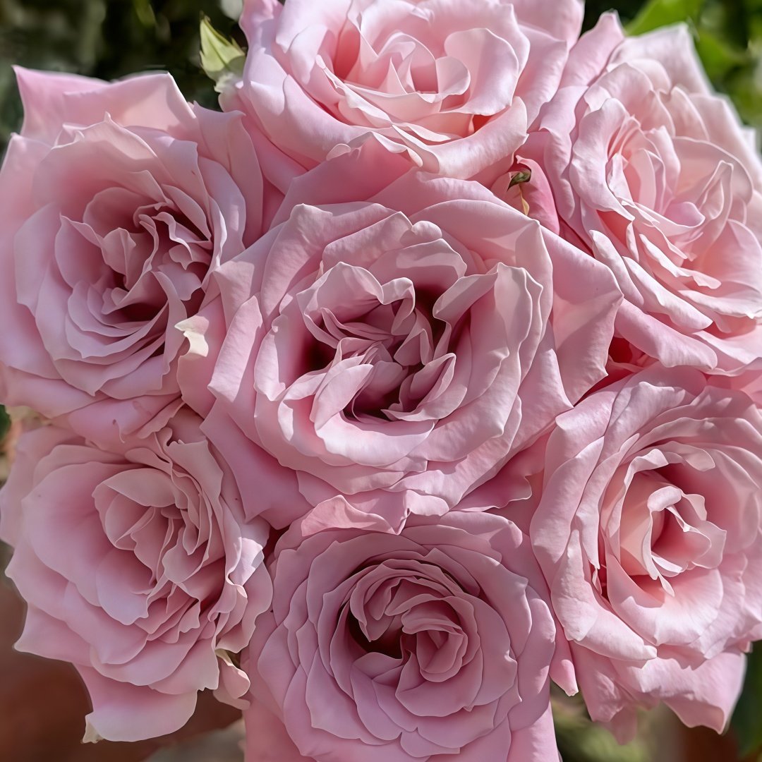 Faith Rose Plant｜信仰 image 0
