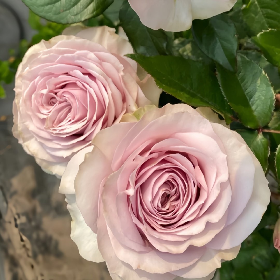 Cosette Rose Plant | 柯赛特 image 6