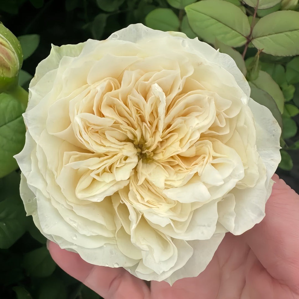 Lovely Harper Rose Plant | 可爱的哈珀 image 2