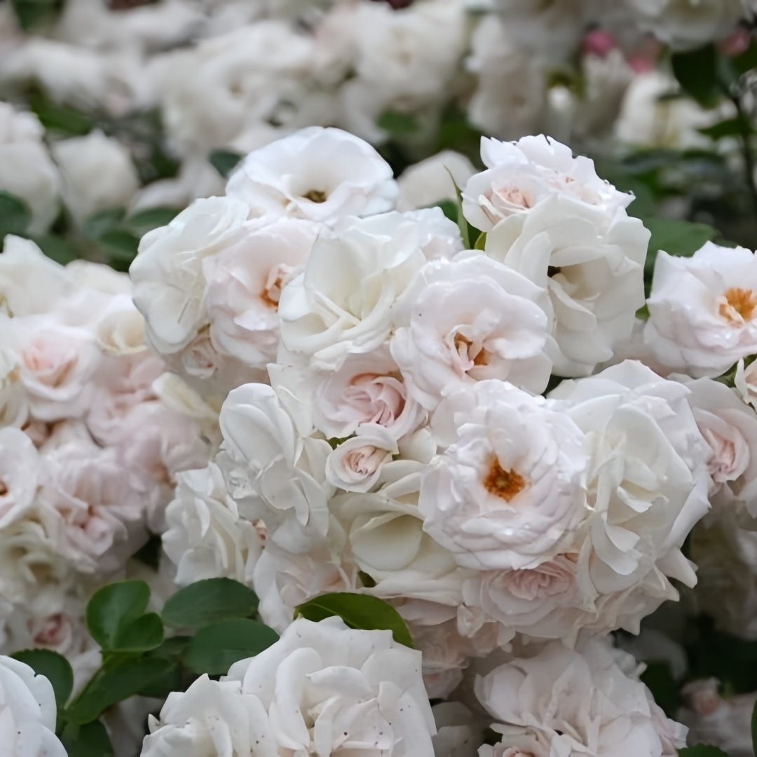 Aspirin Rose Plant|阿司匹林 image 7