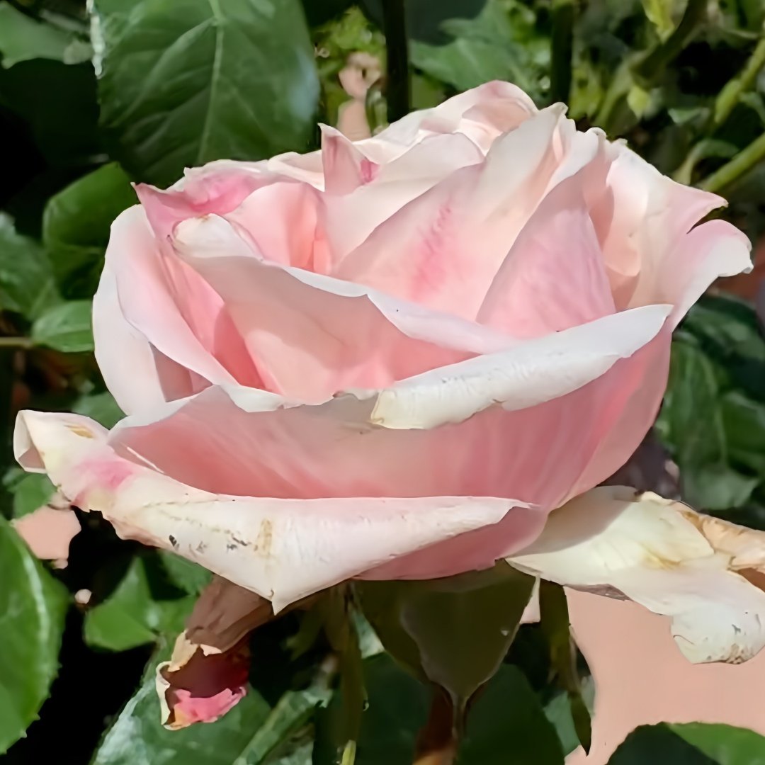 Swan Grace Rose Plant|优雅天鹅 image 6