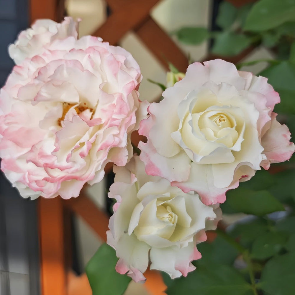 Carmagnole Rose Plant｜革命曲 image 3