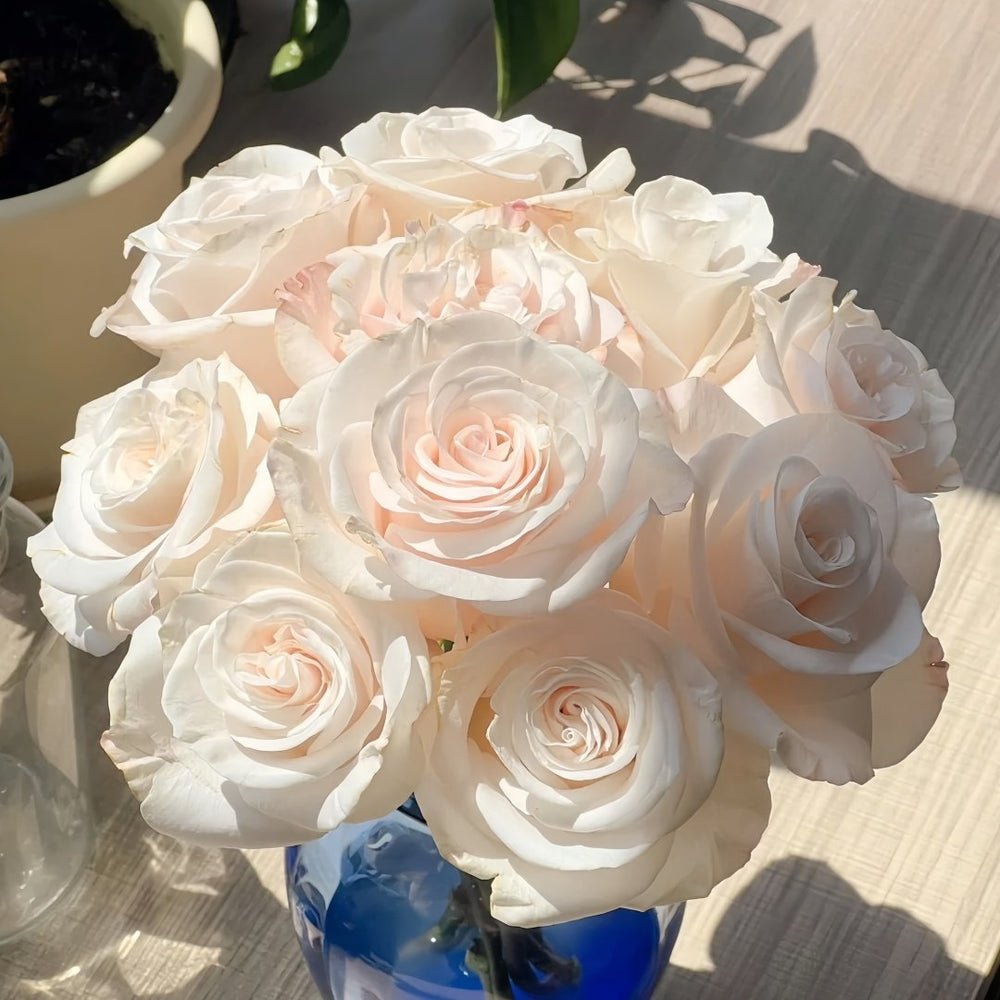 Cynthia Rose Plant|辛西娅 image 6