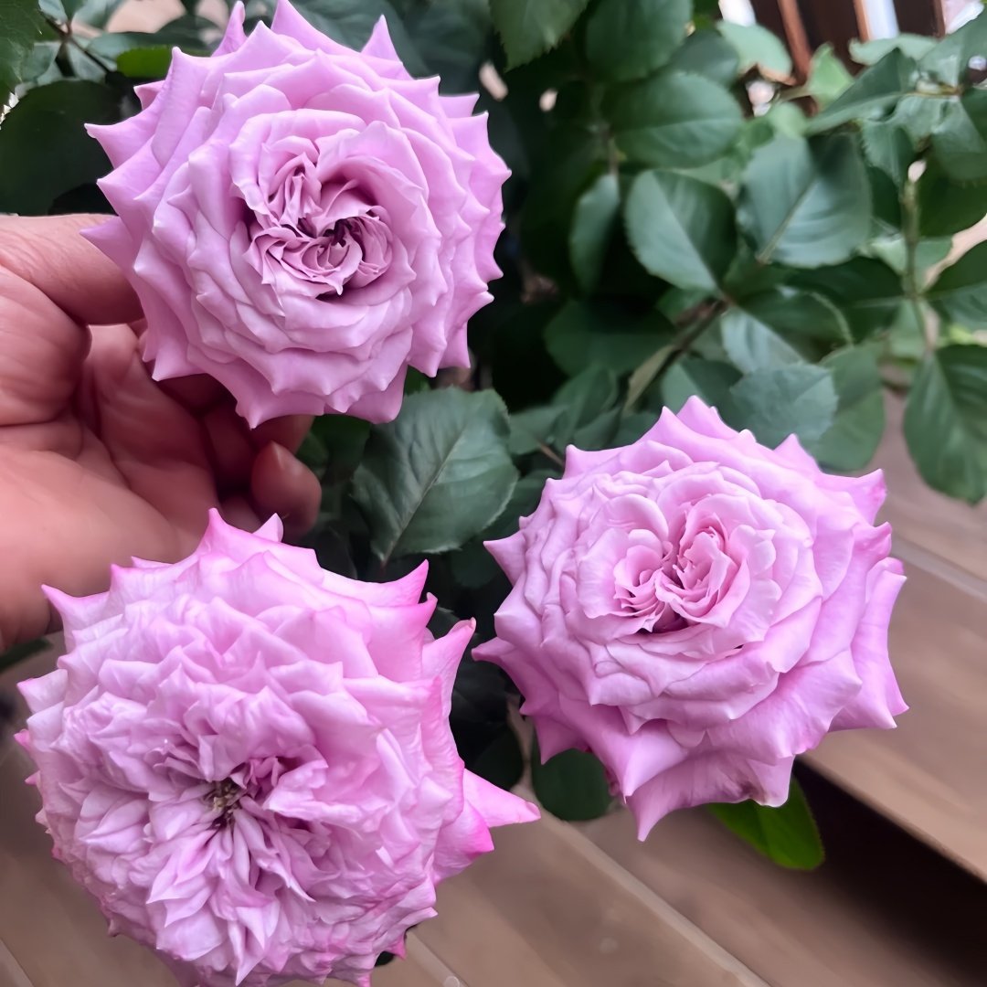Maritim Rose Plant|玛丽蒂姆/玛丽提姆 image 5