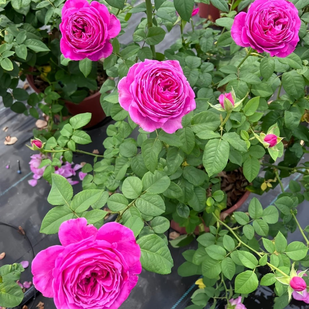 M-Nostalgic Elegance Rose Plant｜怀旧优雅 image 6