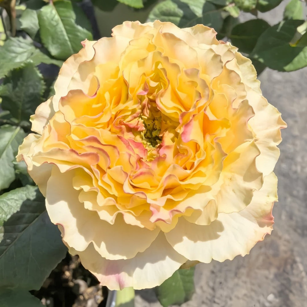 La Campanella Rose Plant｜橙色舞裙 image 9