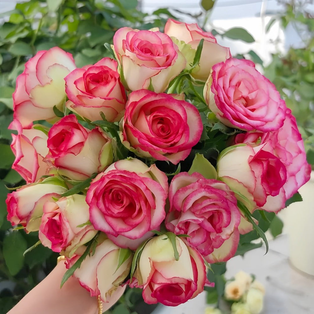 Monroe/Colour Shell Rose Plant｜梦露/彩色贝壳 image 7