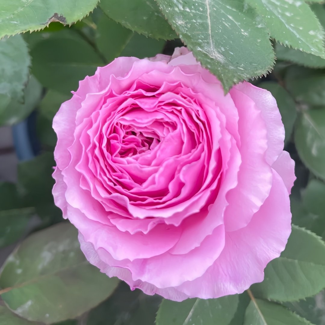 Jardin Parfumen Amoureuse Rose Plant｜禁忌感官 image 6