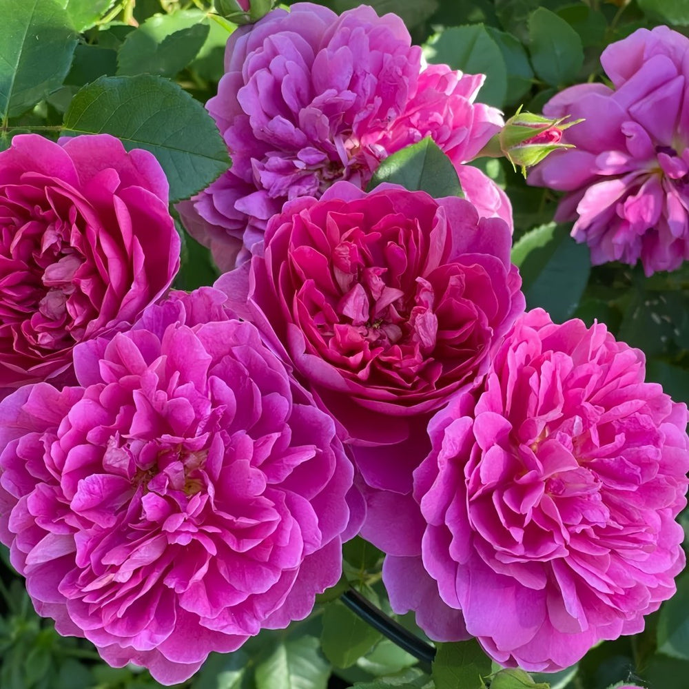 Princess Anne Rose Plant|安妮公主 image 8