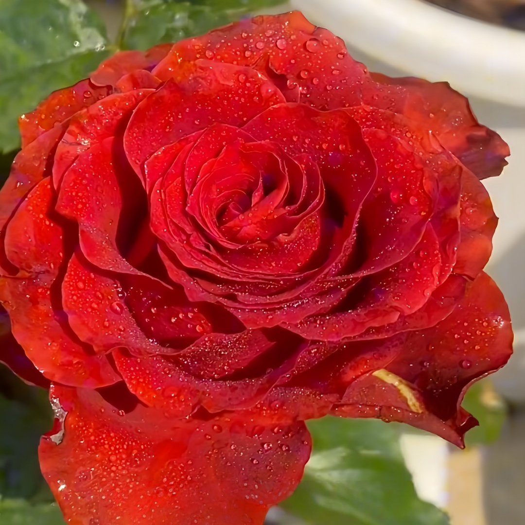 Cola Rose Plant | 可乐 image 9