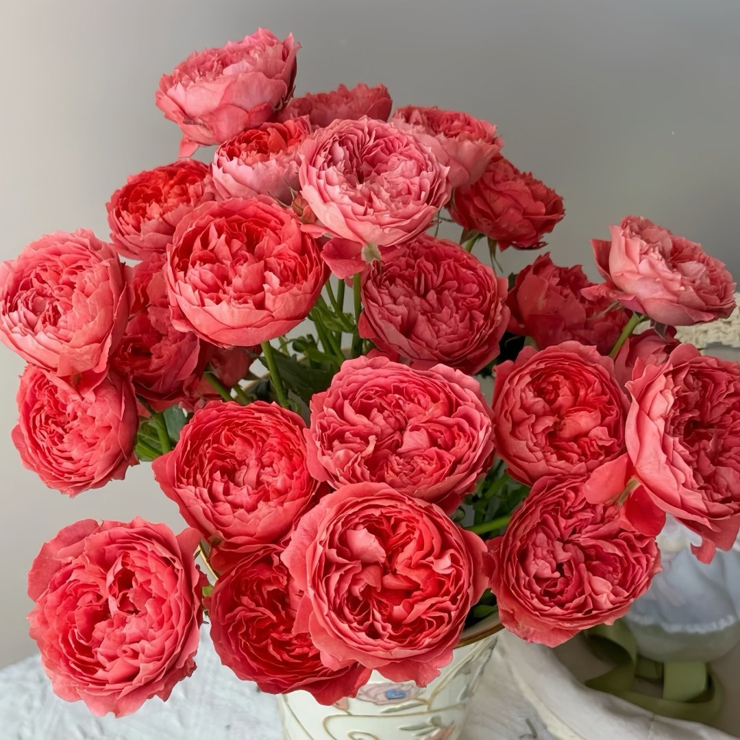 Cinnabar Bowl Rose Plant|朱砂碗 image 8