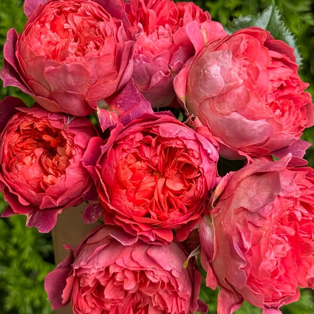 Cinnabar Bowl Rose Plant|朱砂碗 image 3