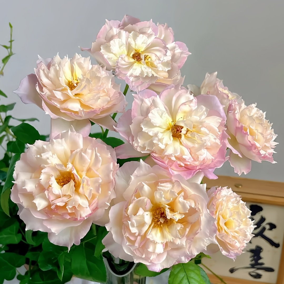 Jade Bowl Lace Rose Plant|玉碗纱 image 8