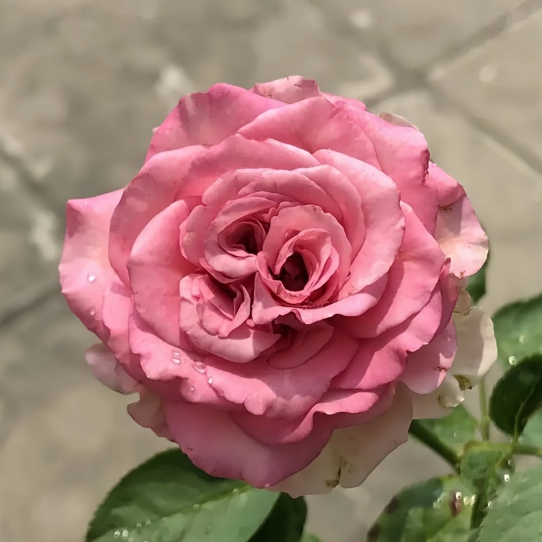 Country Blues Rose Plant|乡村蓝调 image 8