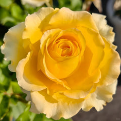 Shell Rose Plant｜贝壳 image 2