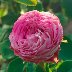 Piccadilly Circus Rose Plant｜皮卡迪利广场 image 3