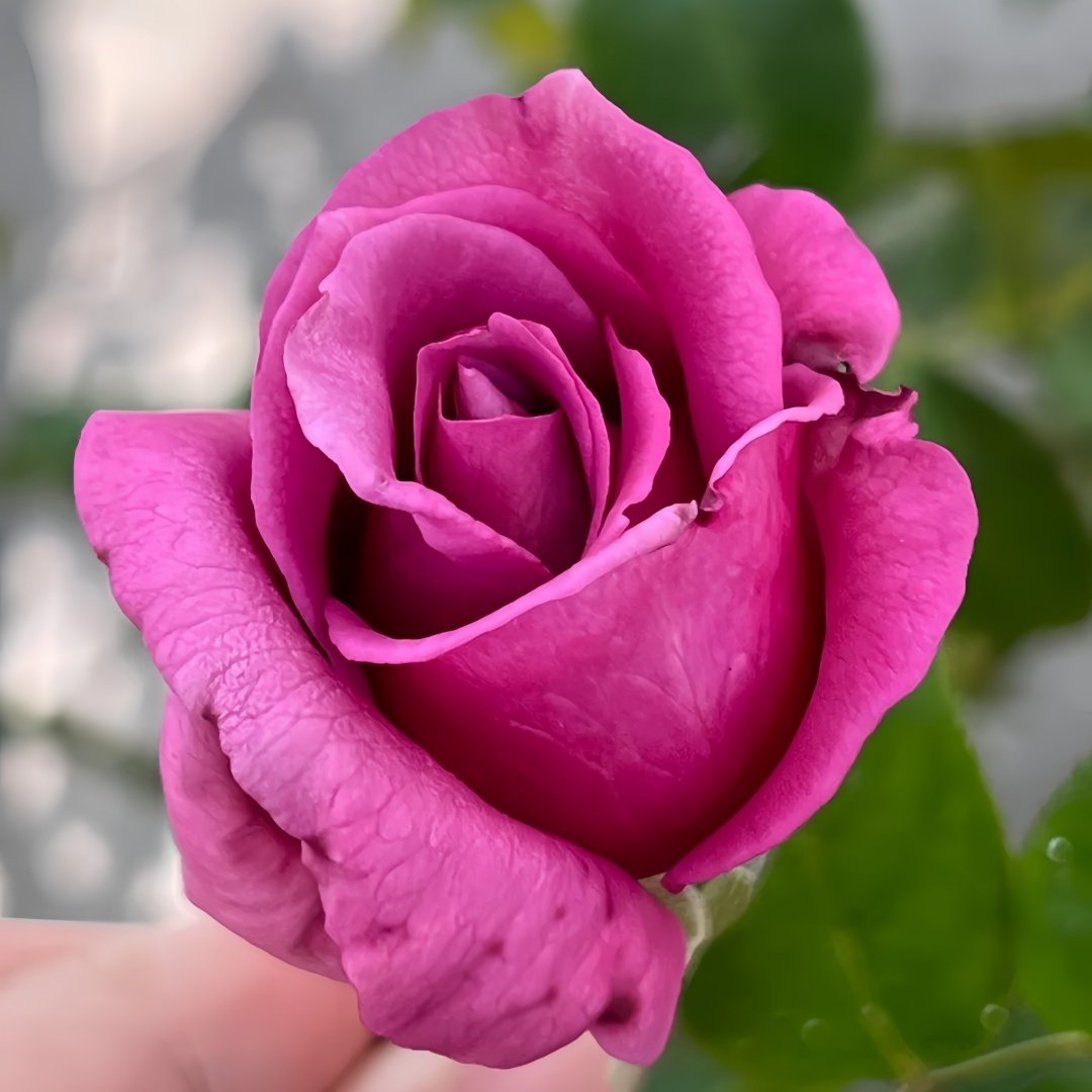 Claude Brasseur Rose Plant｜克劳德布拉瑟 image 8