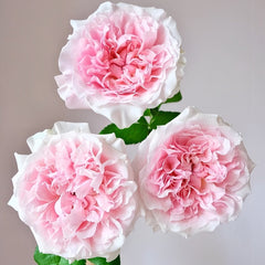 Miranda Rose Plant | 米兰达 image 1