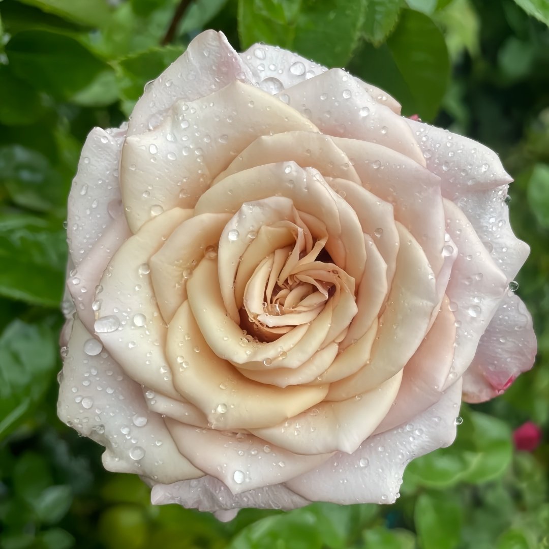 Moon Dust Rose Plant|月光之尘 image 7