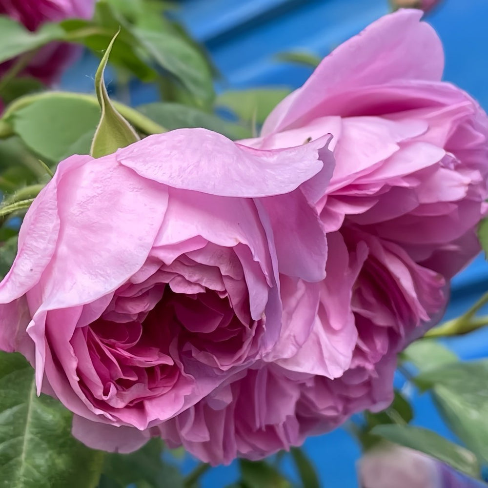 Raphael Rose Plant｜拉斐尔 image 9