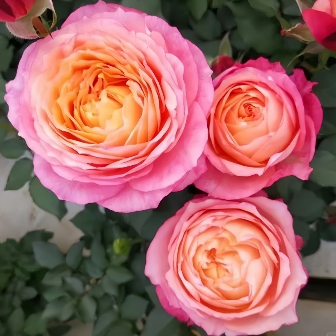 Fire X-pression Rose Plant｜大花美人 image 3