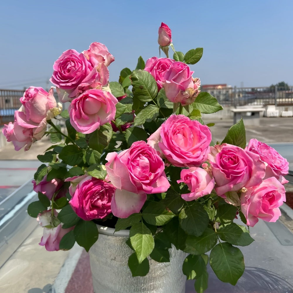 Candy Avalanche Rose Plant｜糖果雪山 image 6