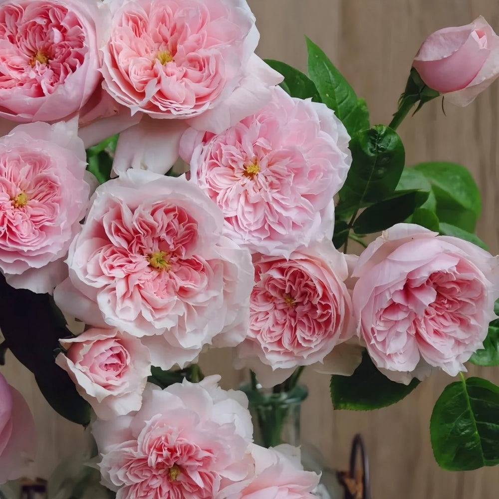 Schöne Maid Rose Plant|美少女 image 6