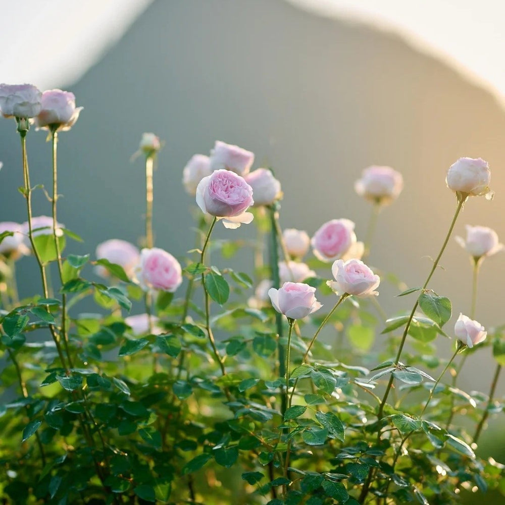 Yves Otome heart Rose Plant|伊芙乙女心 image 3