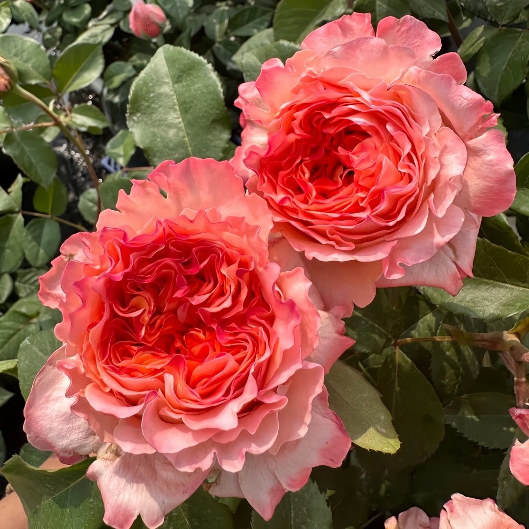 Special Song Rose Plant｜特别情歌 image 7