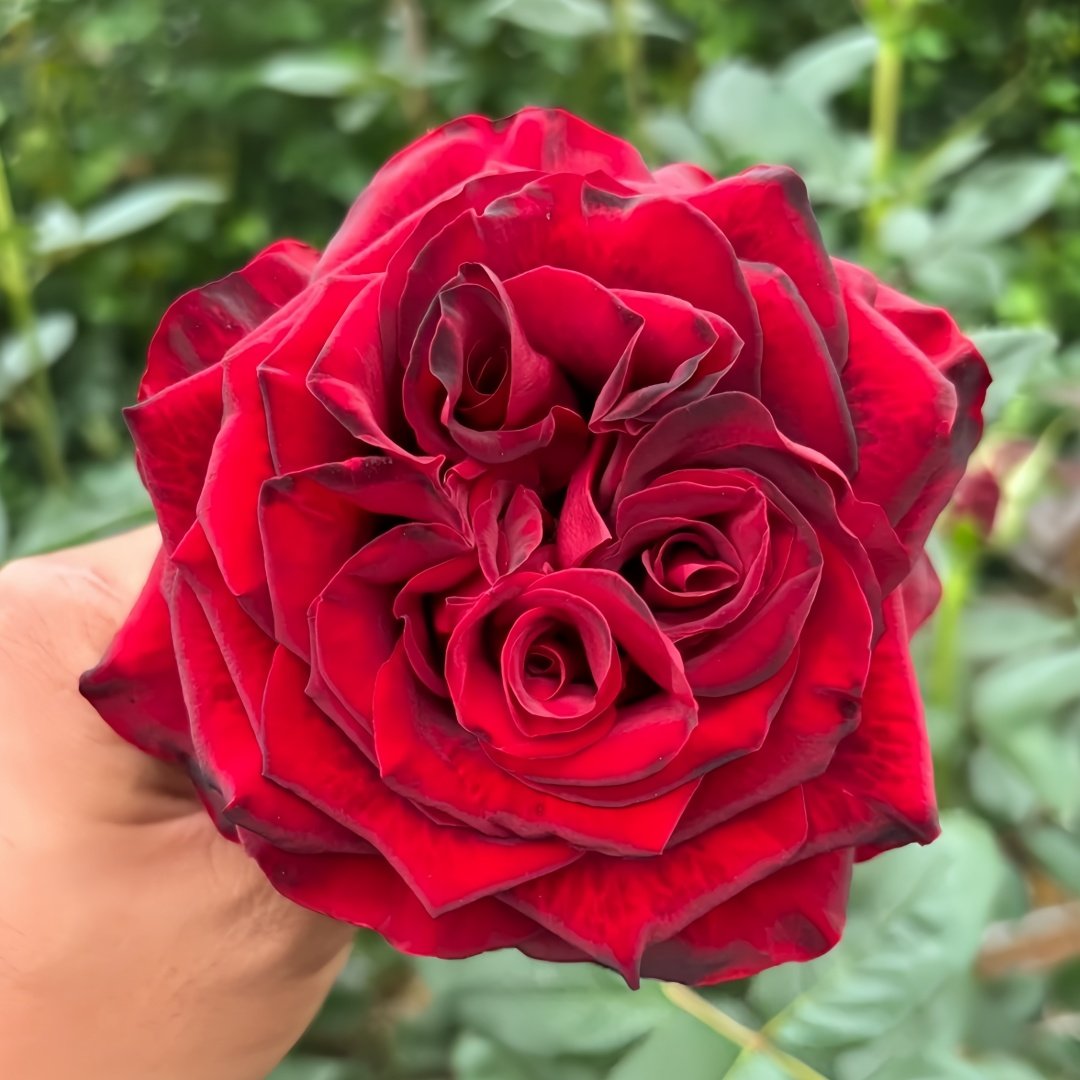 Black Pearl Rose Plant|黑珍珠 image 6