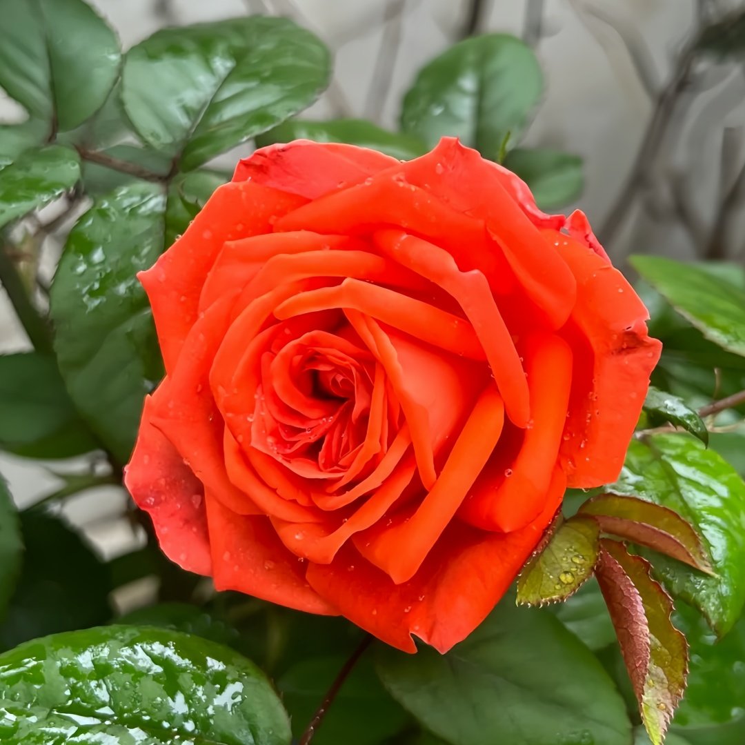 Café Del Mar Rose Plant｜咖啡德玛 image 1