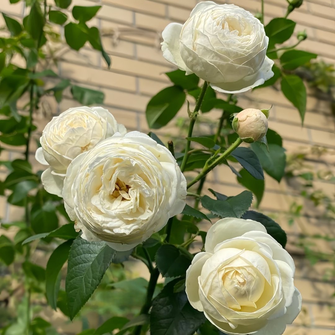 Artemis Rose Plant|月亮女神 image 4